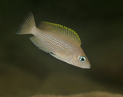 Neolamprologus caudopunctatus 'Cape Nangu'